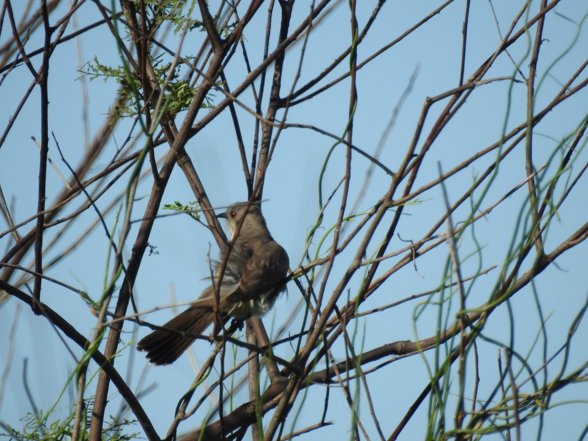 Graukehlkuckuck - ML645233507