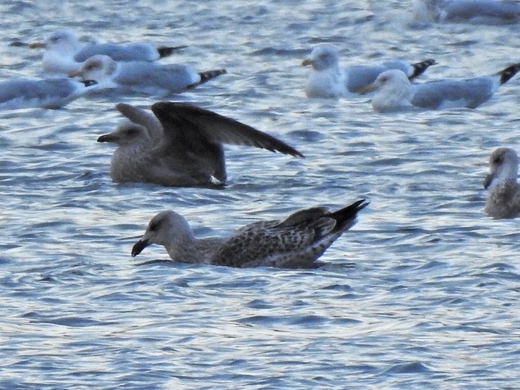 Great Black-backed Gull - ML645233511