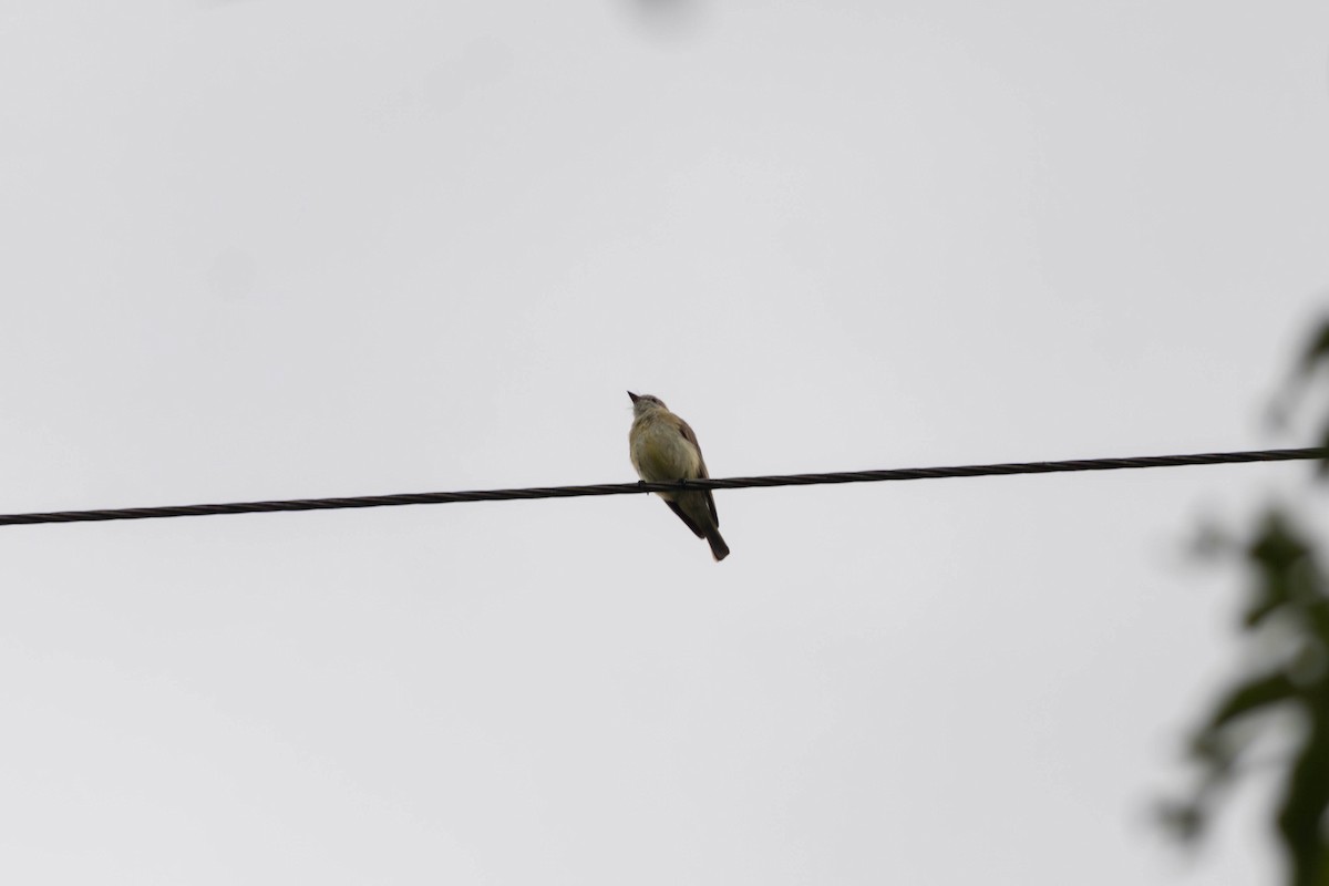 Lemon-bellied Flyrobin - ML645233512