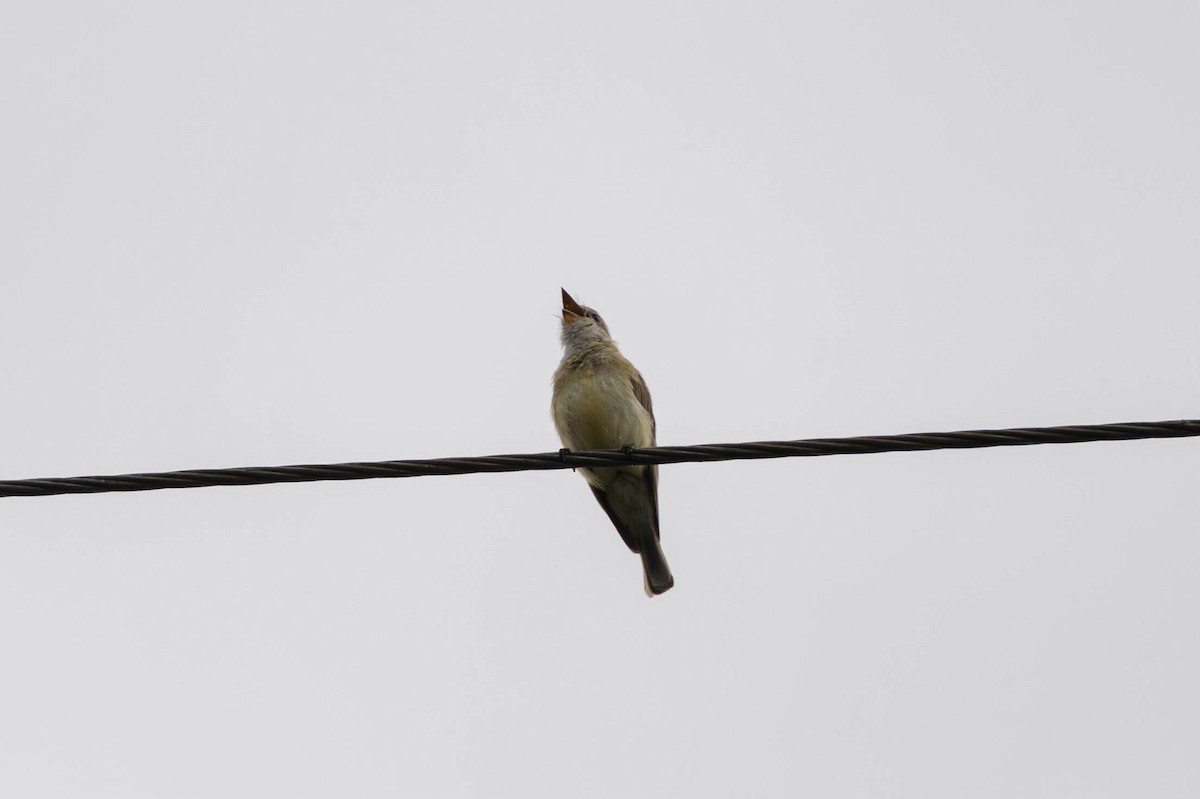 Lemon-bellied Flyrobin - ML645233513