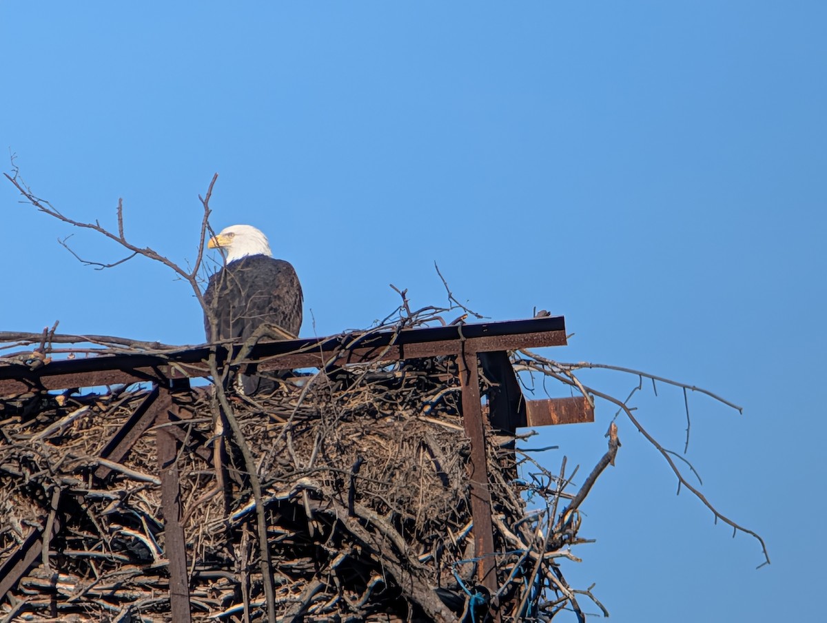 ハクトウワシ - ML645233514