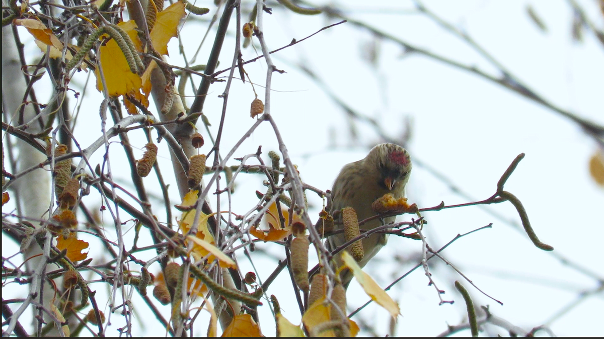 Pardillo Sizerín (alpino) - ML645233515