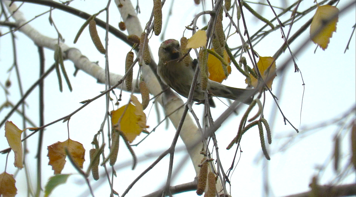Pardillo Sizerín (alpino) - ML645233516