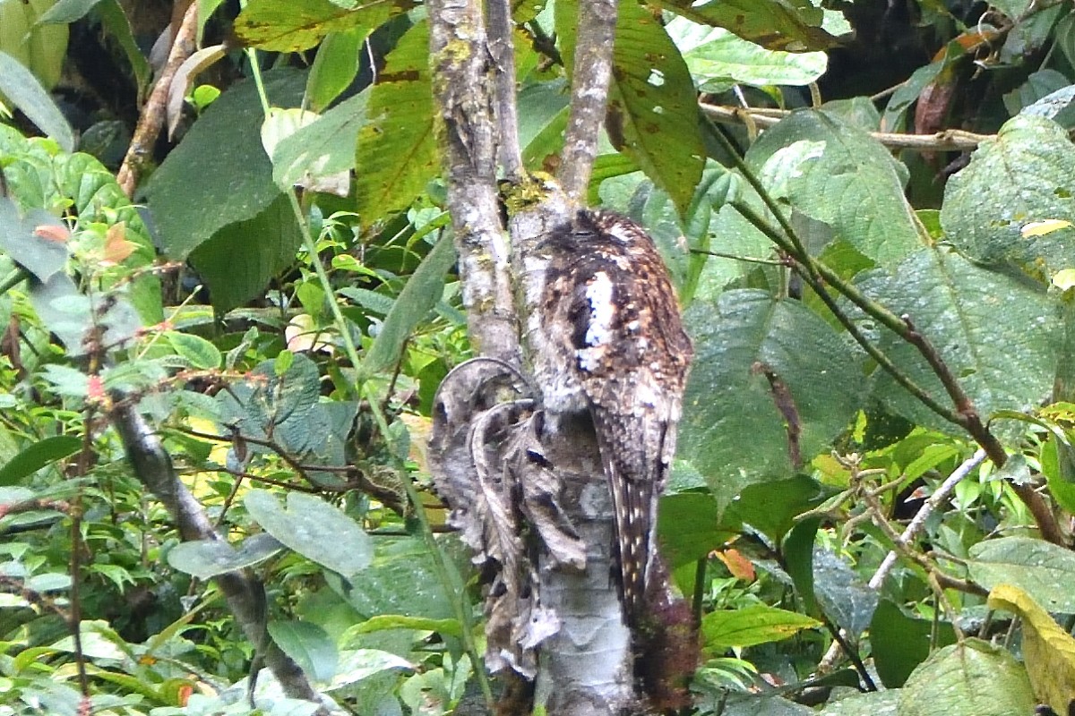 And Putusu - ML645233517