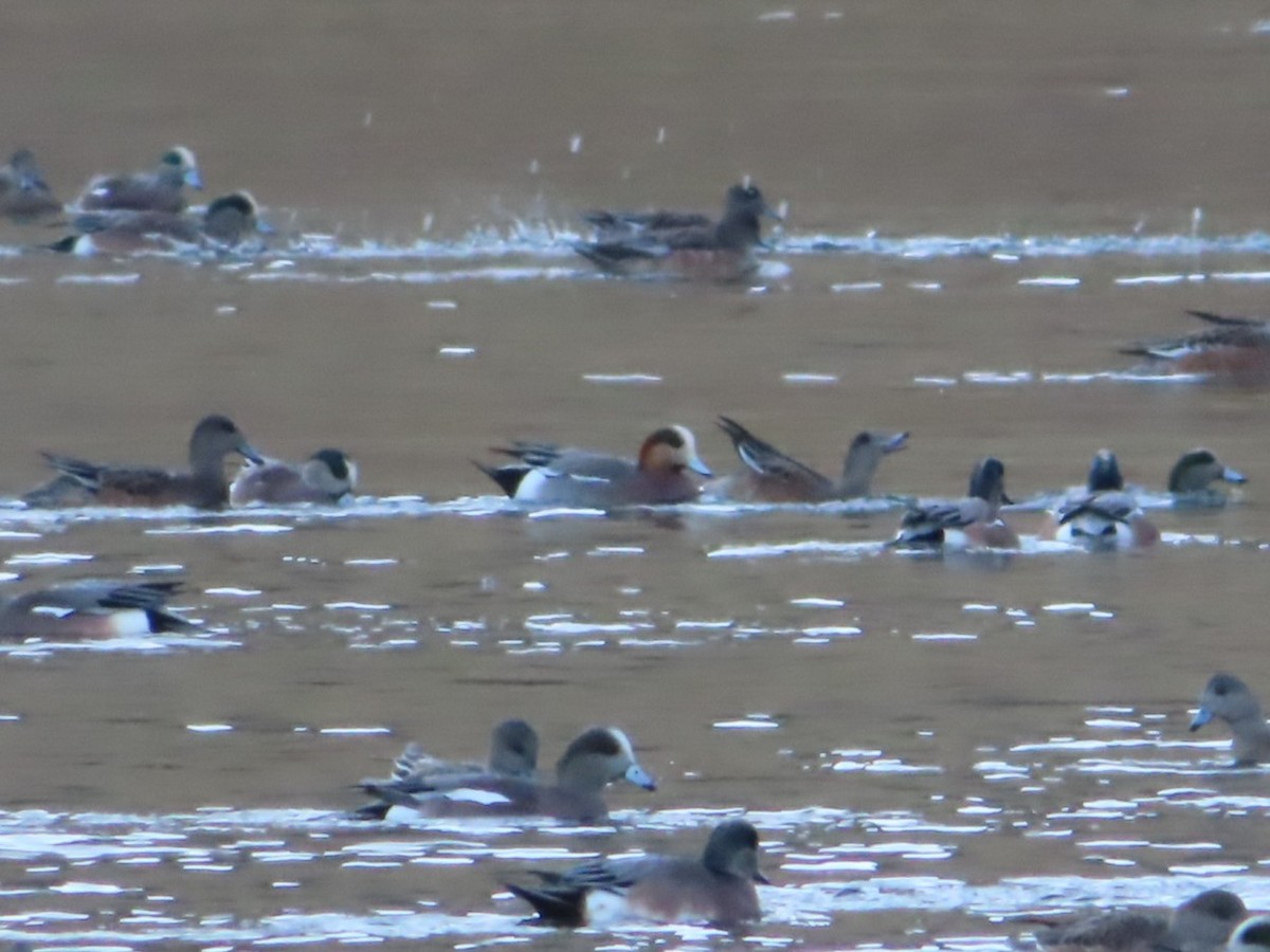 Eurasian x American Wigeon (hybrid) - ML645233523