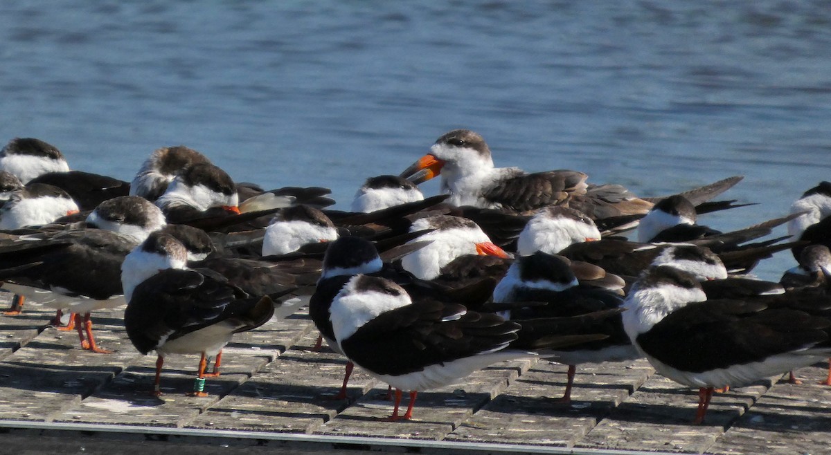 Aizturmoko amerikarra - ML645233526