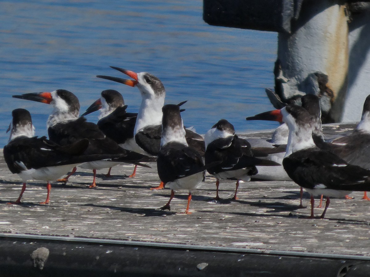 Aizturmoko amerikarra - ML645233527