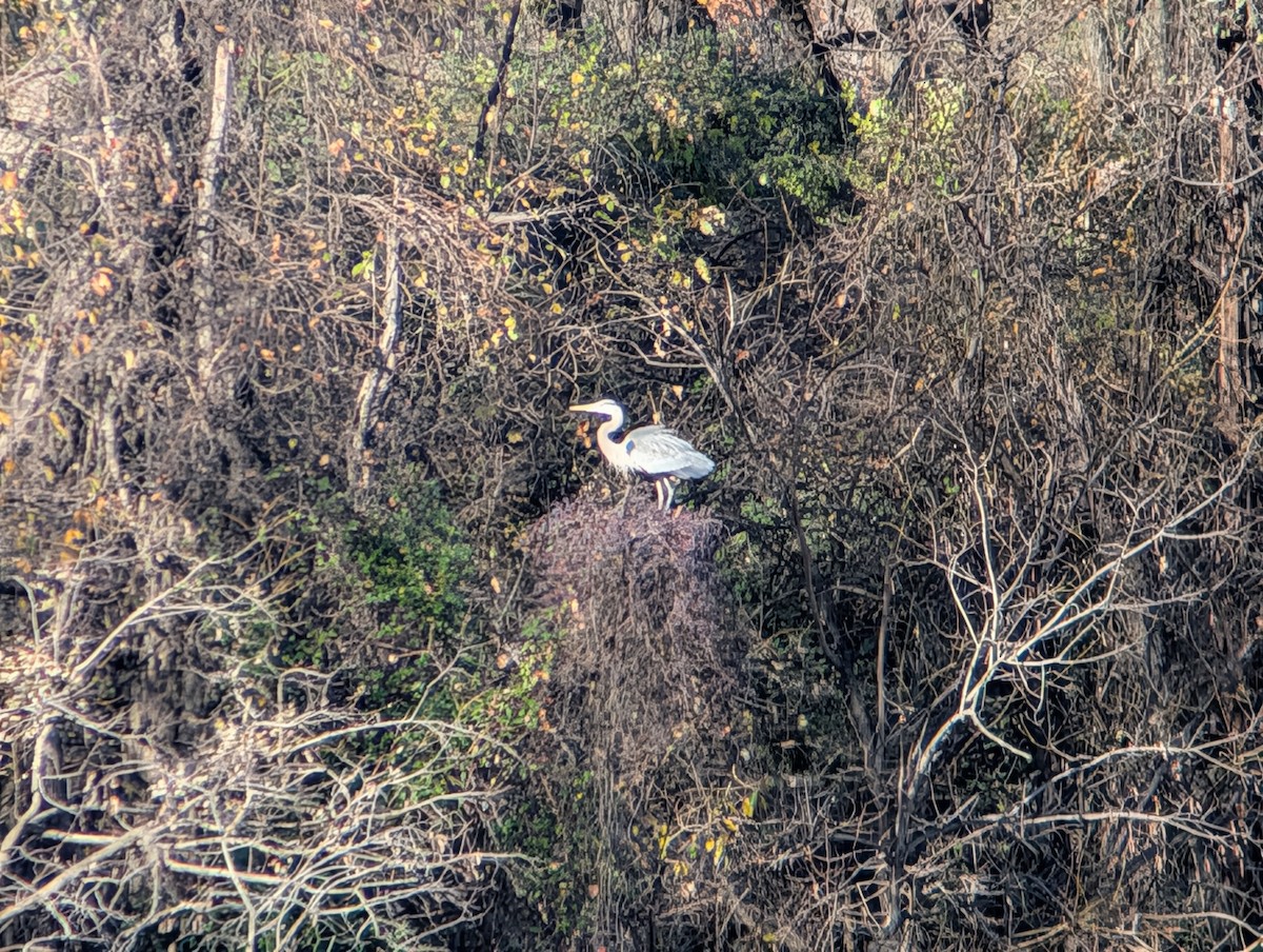 Great Blue Heron (Great Blue) - ML645233529