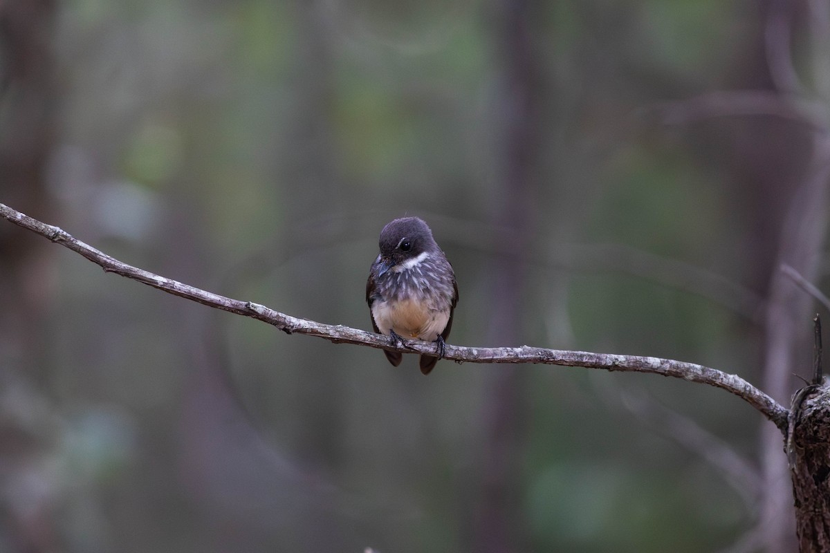 Northern Fantail - ML645233530