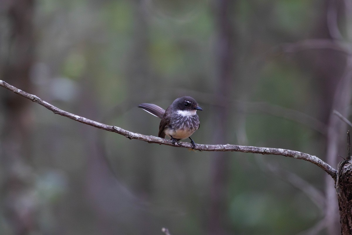 Northern Fantail - ML645233531