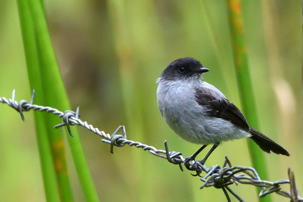 Torrent Tyrannulet - ML645233532