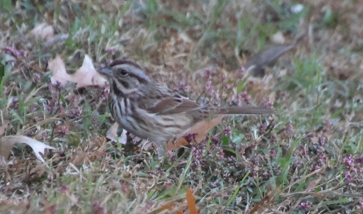 Song Sparrow - ML645233533
