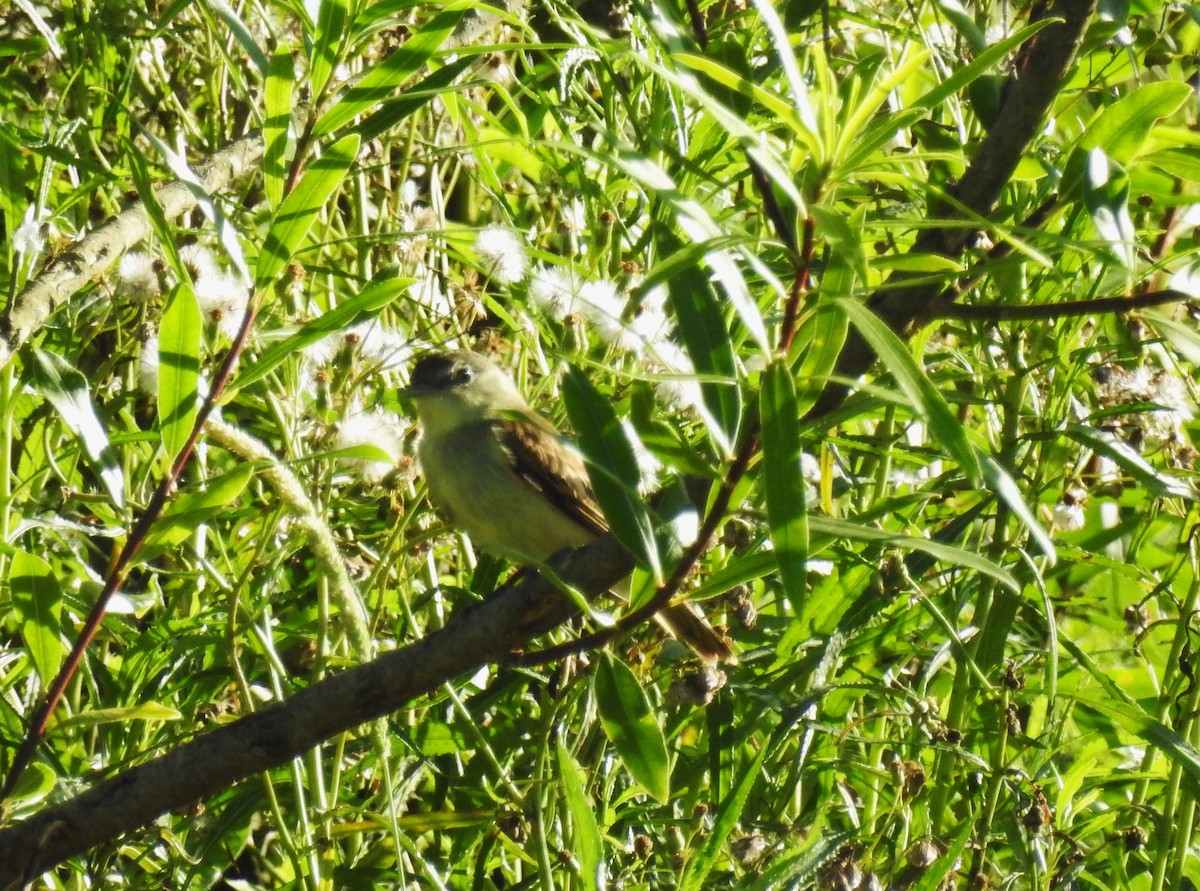 White-winged Becard - ML645233534