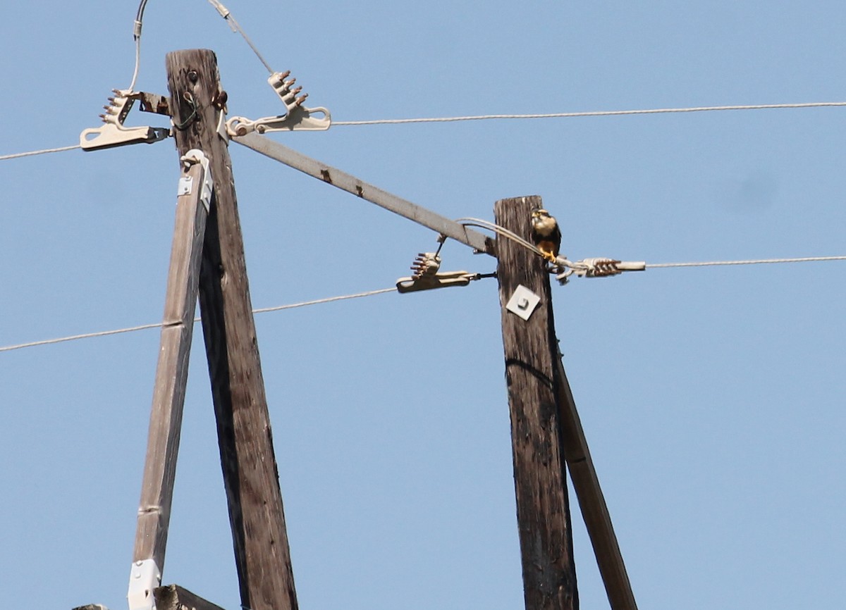 Belatz galtzaduna - ML645233535