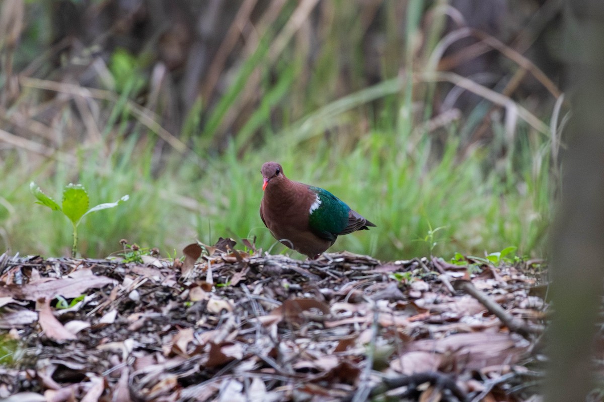 Pacific Emerald Dove - ML645233536