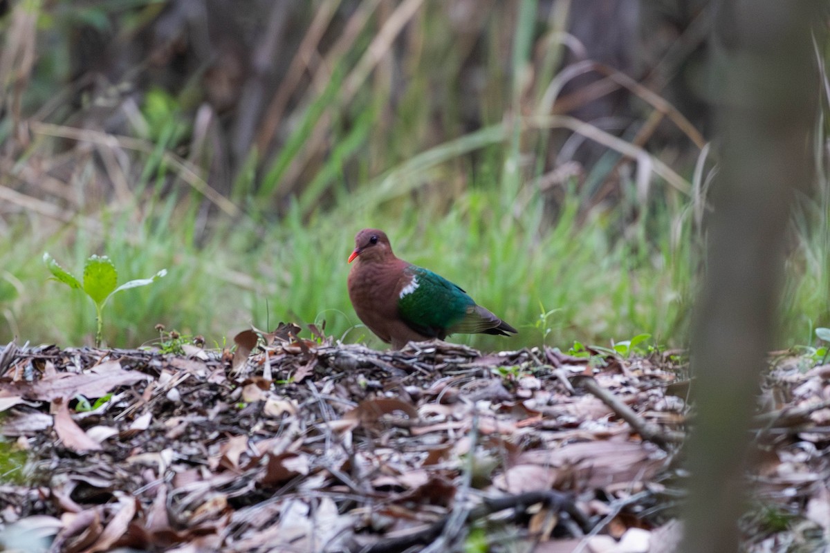 Pacific Emerald Dove - ML645233537