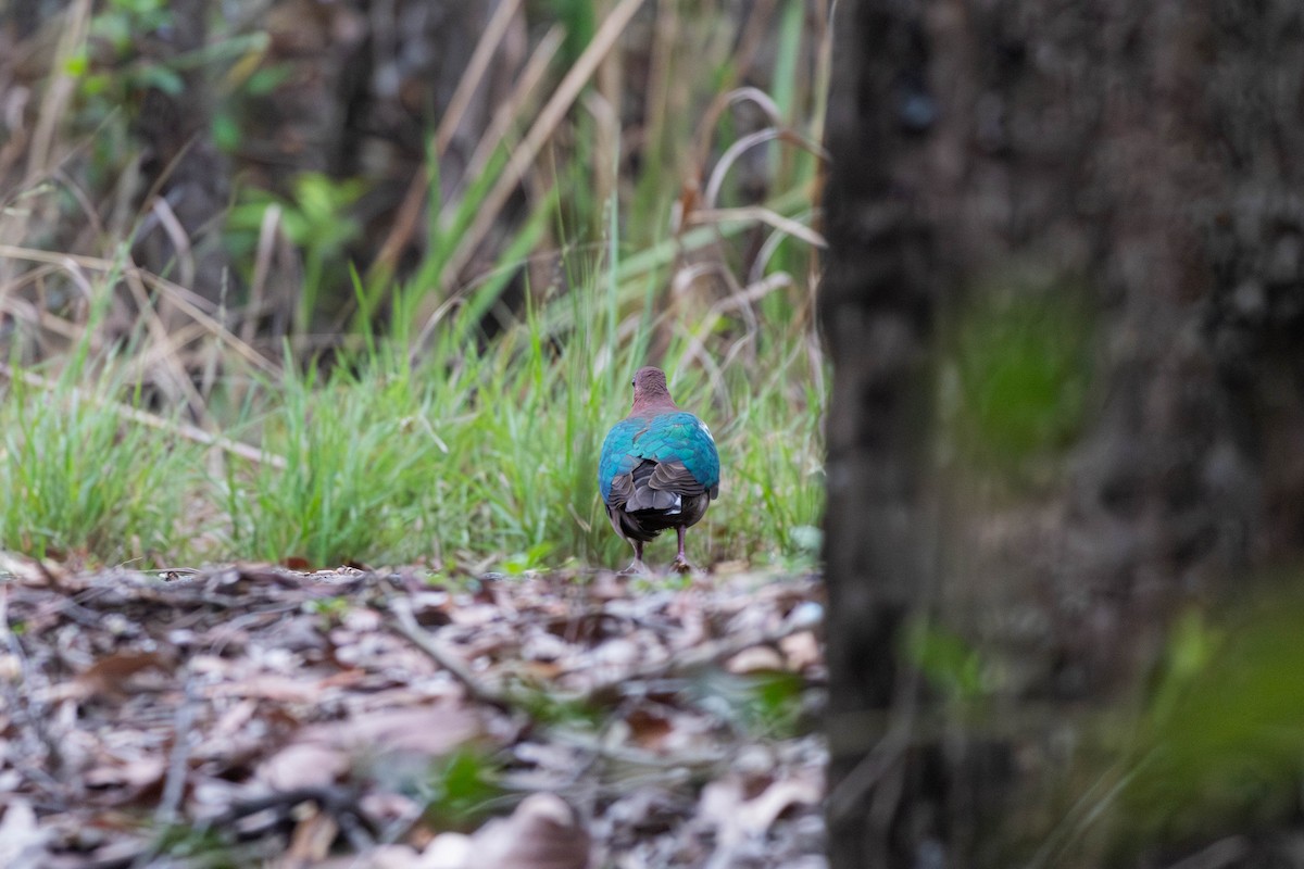 Pacific Emerald Dove - ML645233538