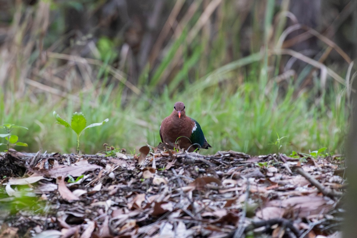 Pacific Emerald Dove - ML645233539
