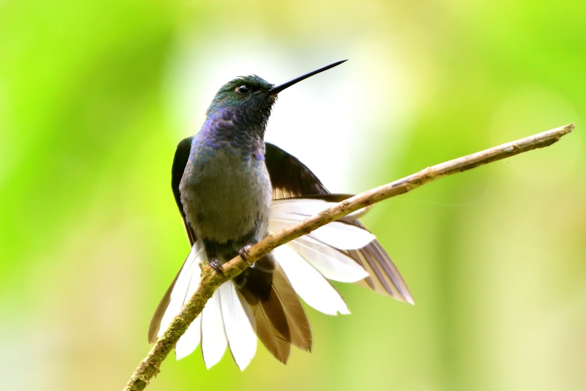 Green-backed Hillstar - ML645233540