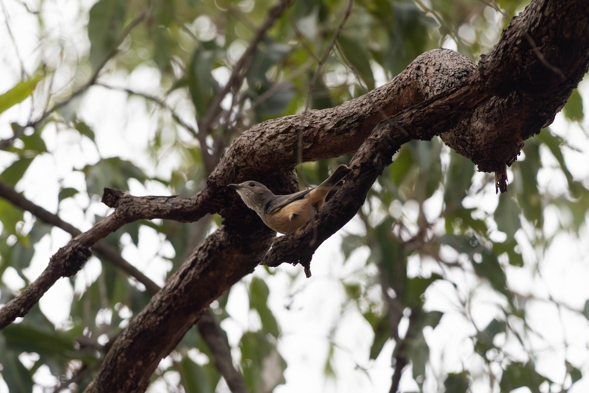 Rufous Whistler - ML645233541