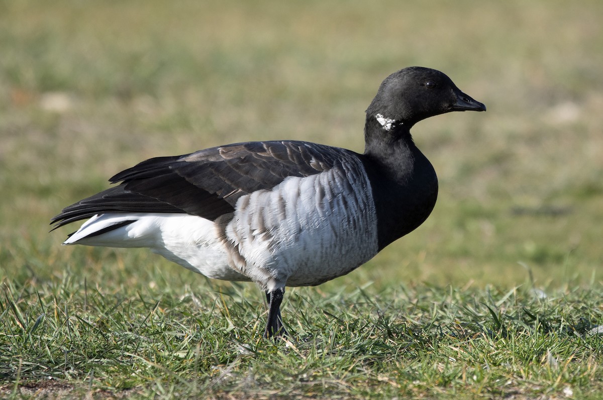Branta musubeltza - ML645233542