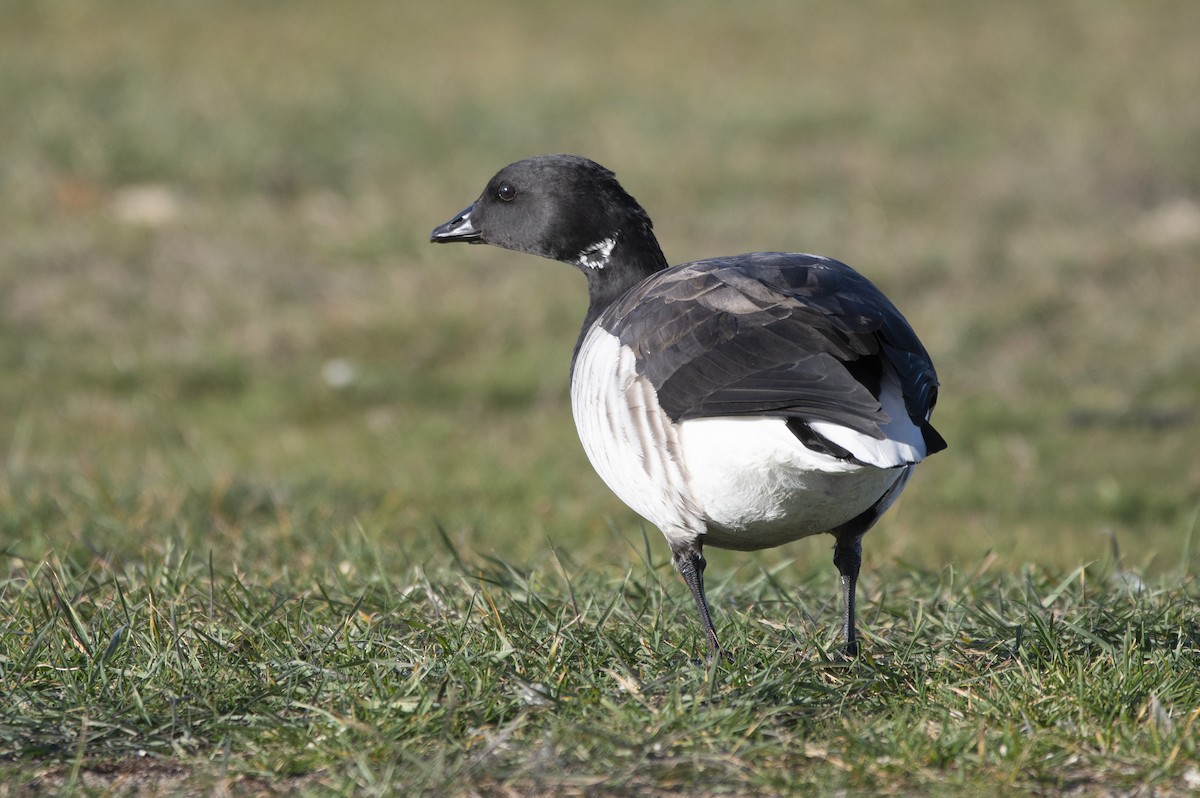 Branta musubeltza - ML645233543