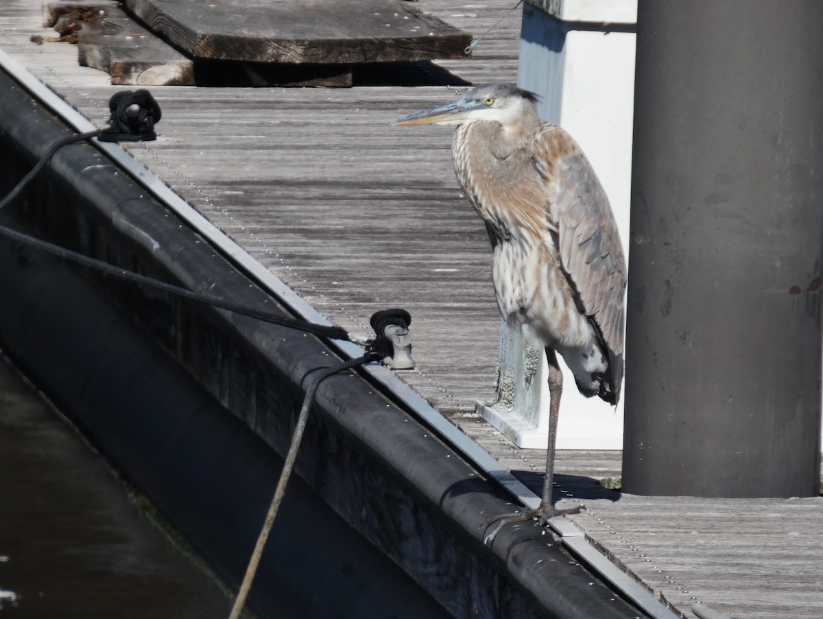 Koartza hauskara amerikarra - ML645233544