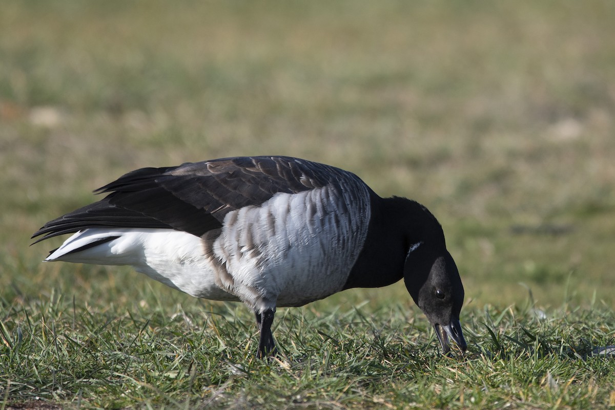 Branta musubeltza - ML645233545