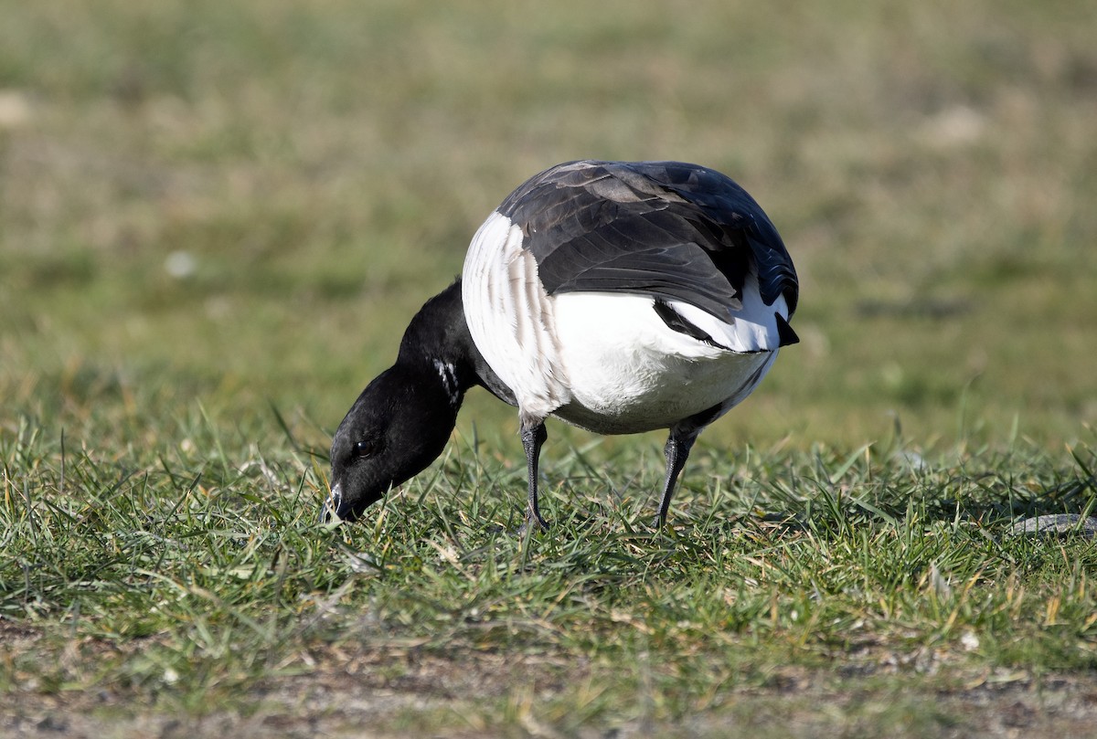Branta musubeltza - ML645233546