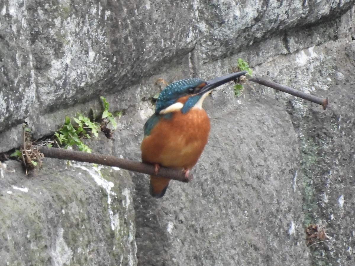 Martin arrantzalea [atthis Taldekoa] - ML645233547