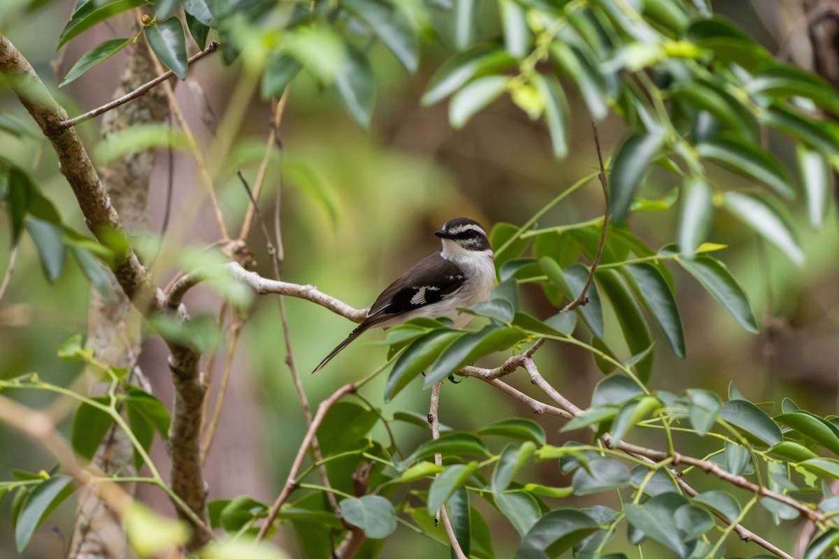 White-browed Robin - ML645233548