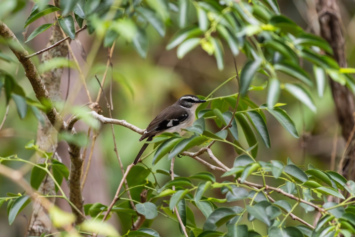 White-browed Robin - ML645233549