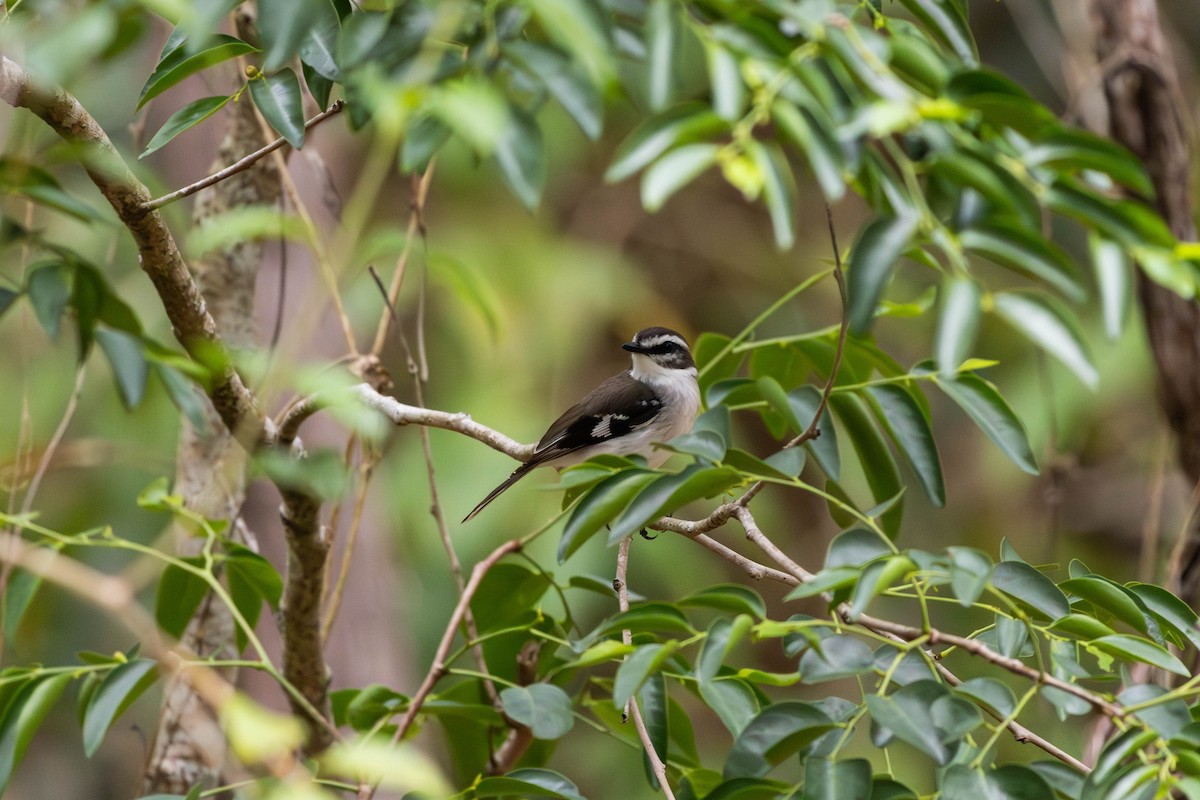 White-browed Robin - ML645233550