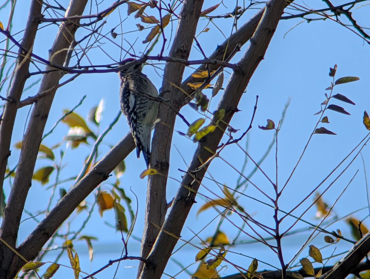 Yellow-bellied Sapsucker - ML645233551