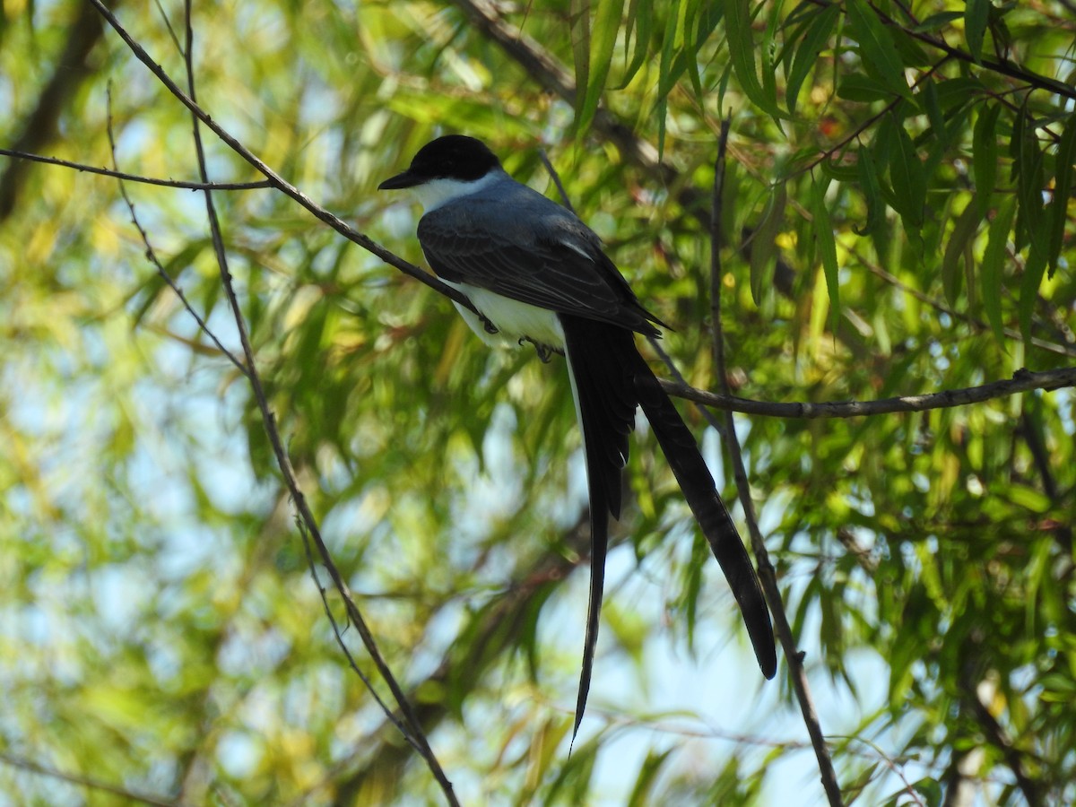 Fork-tailed Flycatcher - ML645233552