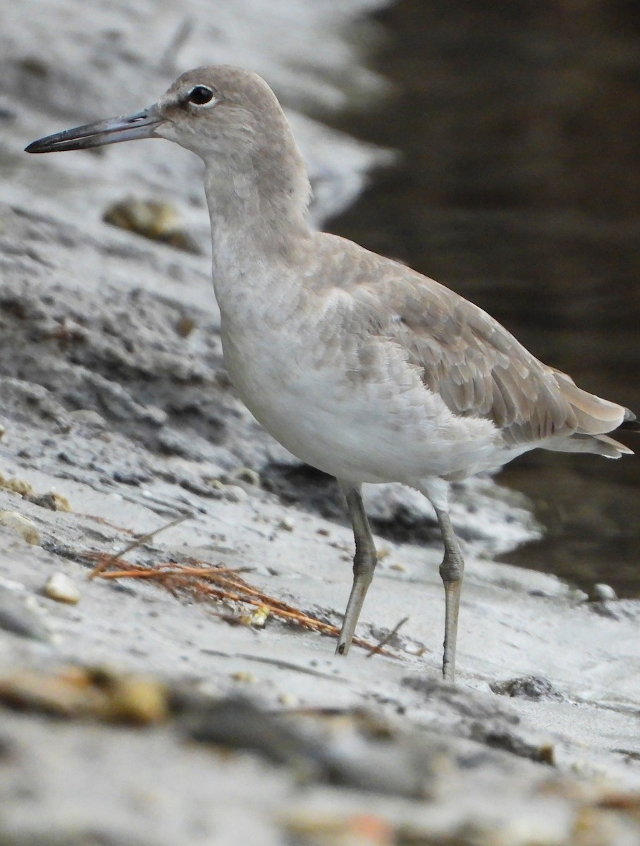 Kuliska erdipalmatua - ML645233553