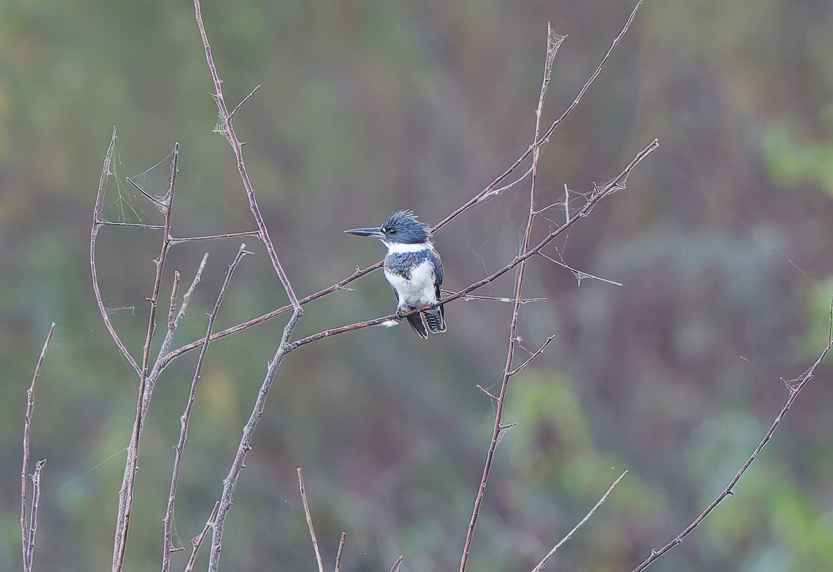 Martin handi iparramerikarra - ML645233554