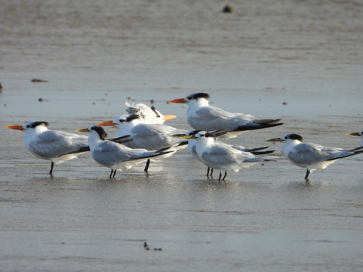Txenada hankabeltza - ML645233555