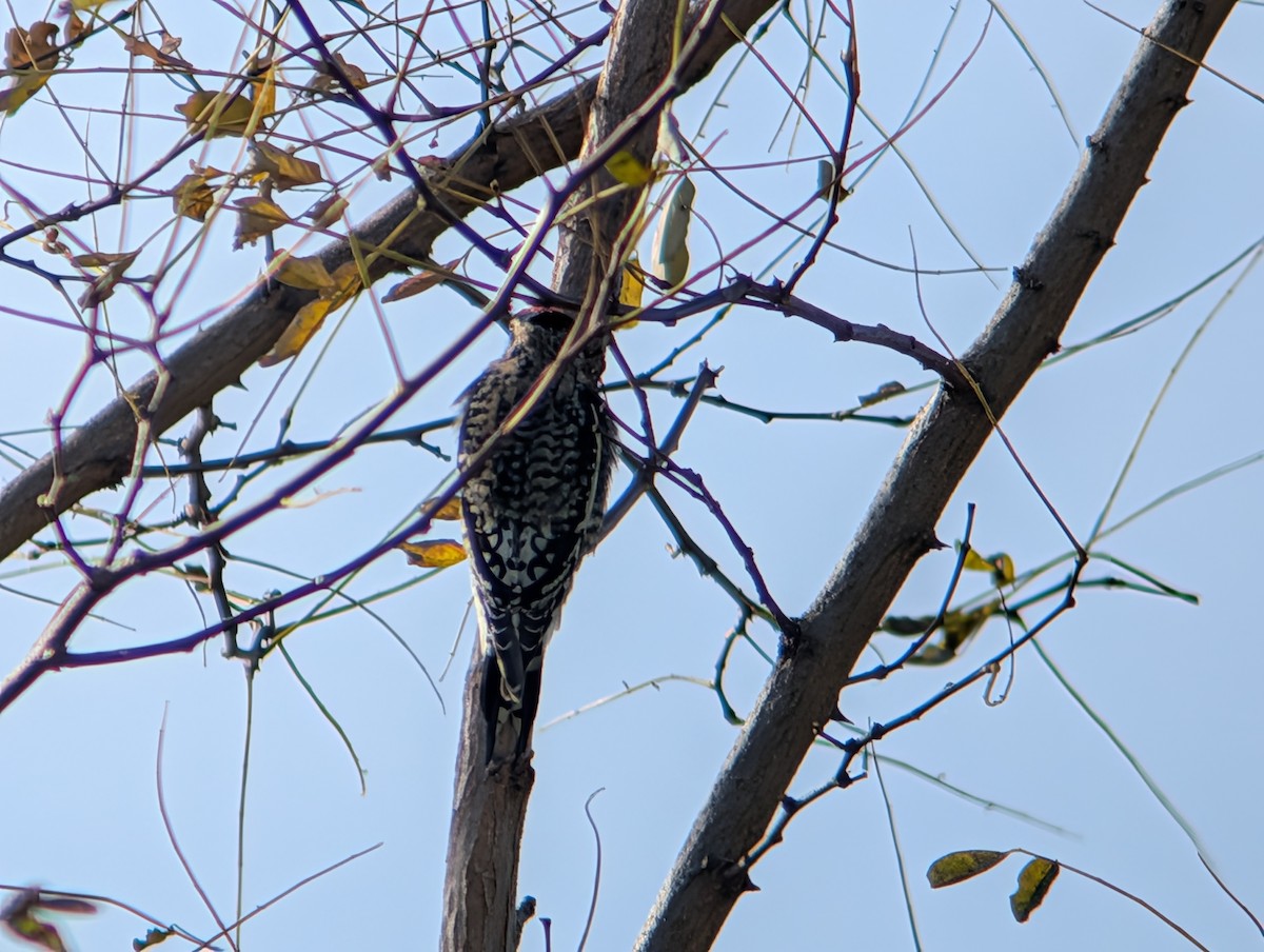 Yellow-bellied Sapsucker - ML645233556