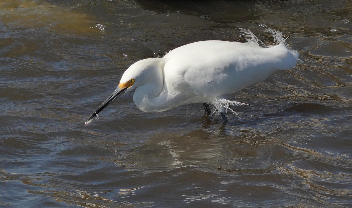 Snowy Egret - ML645233557