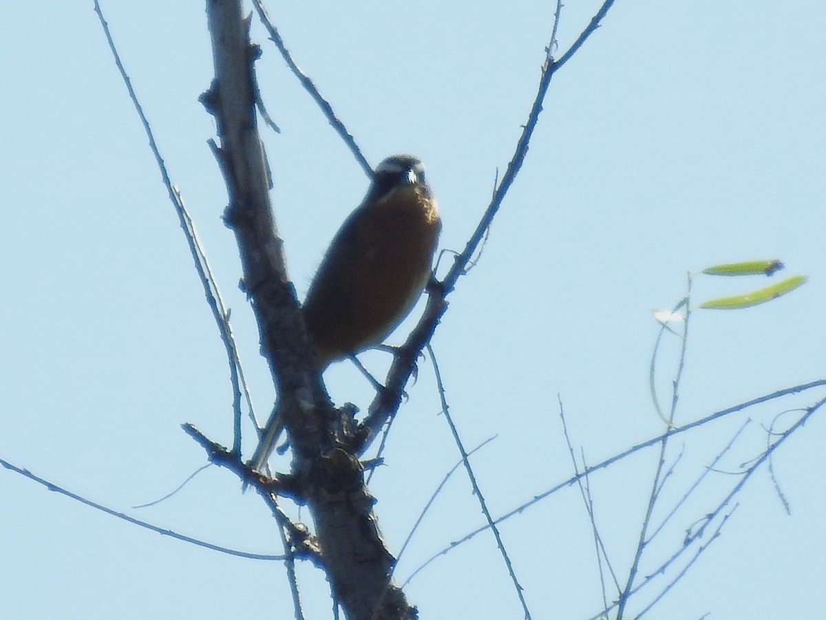 Black-and-rufous Warbling Finch - ML645233571