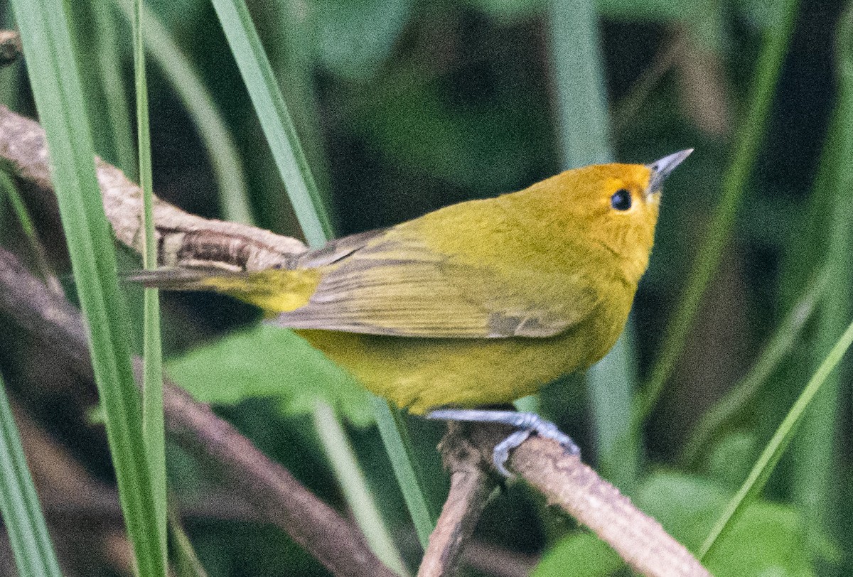 Rust-and-yellow Tanager - ML645233574