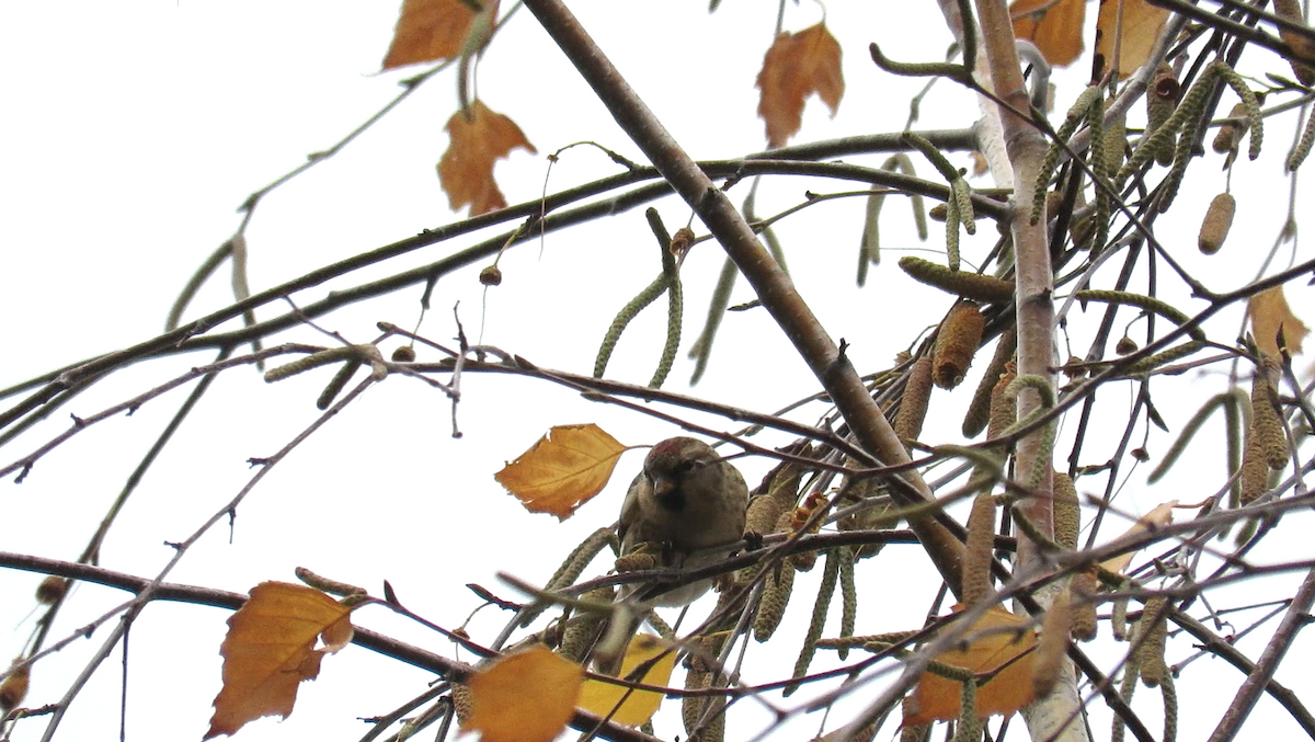 Pardillo Sizerín (alpino) - ML645233579