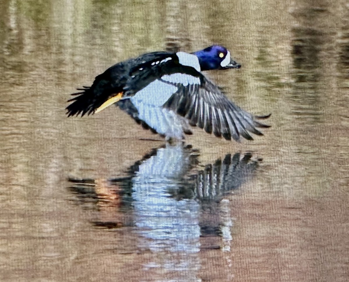 Murgilari islandiarra - ML645233580