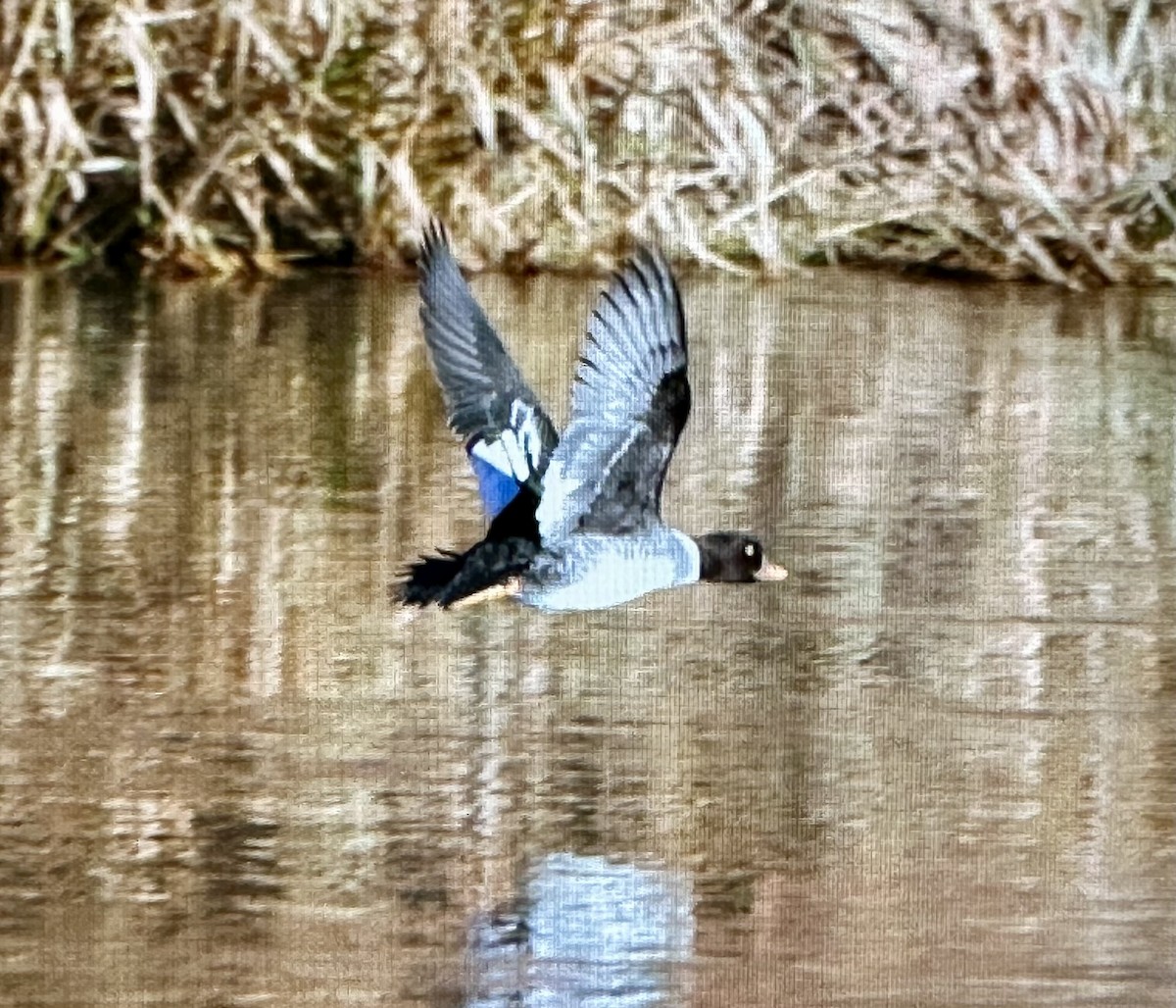 Murgilari islandiarra - ML645233581