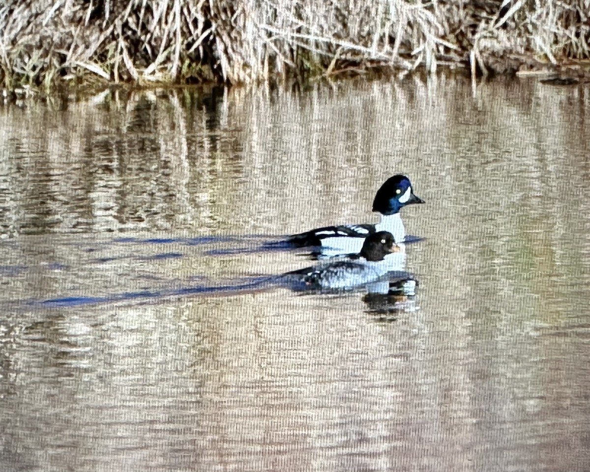 Murgilari islandiarra - ML645233582