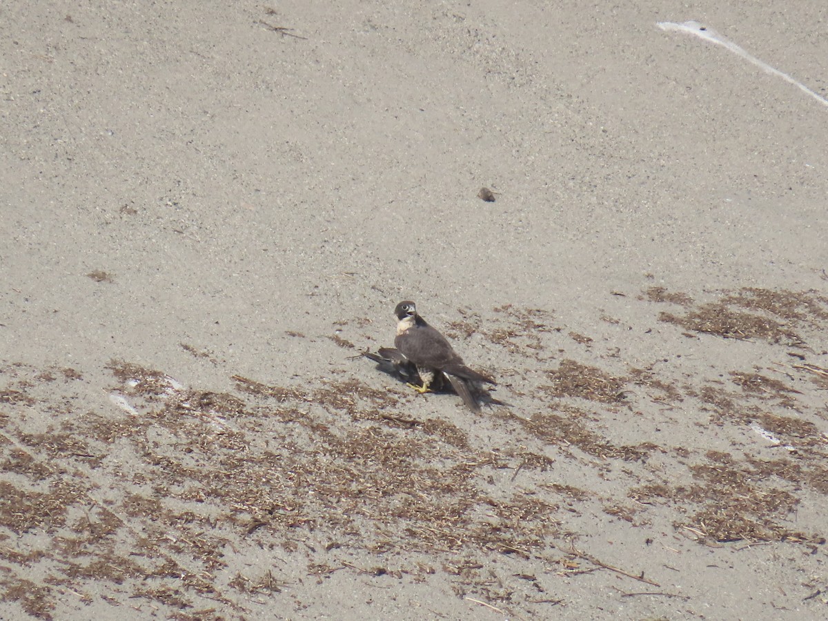 sokol stěhovavý - ML645233583