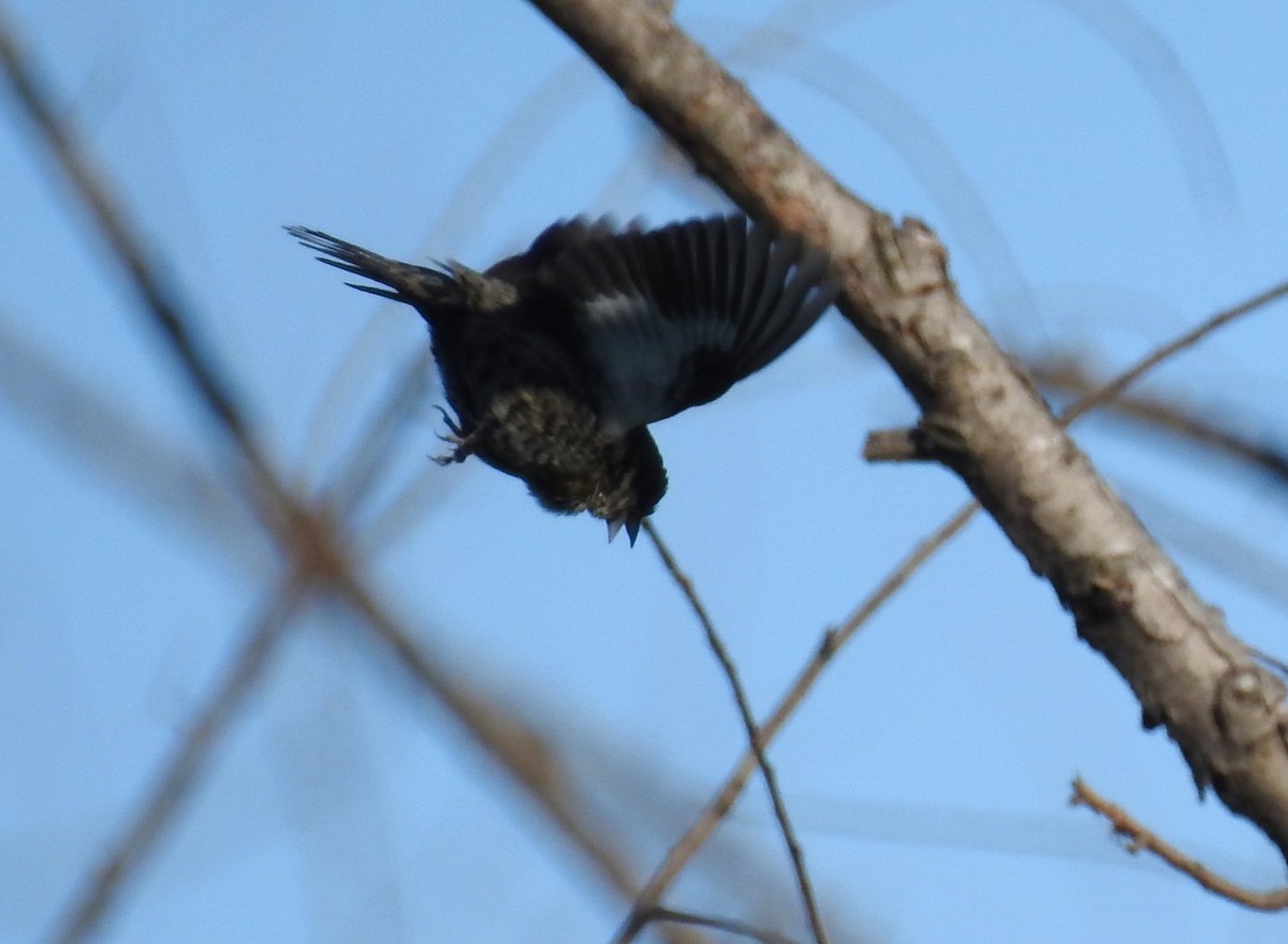 Blue-black Grassquit - ML645233586