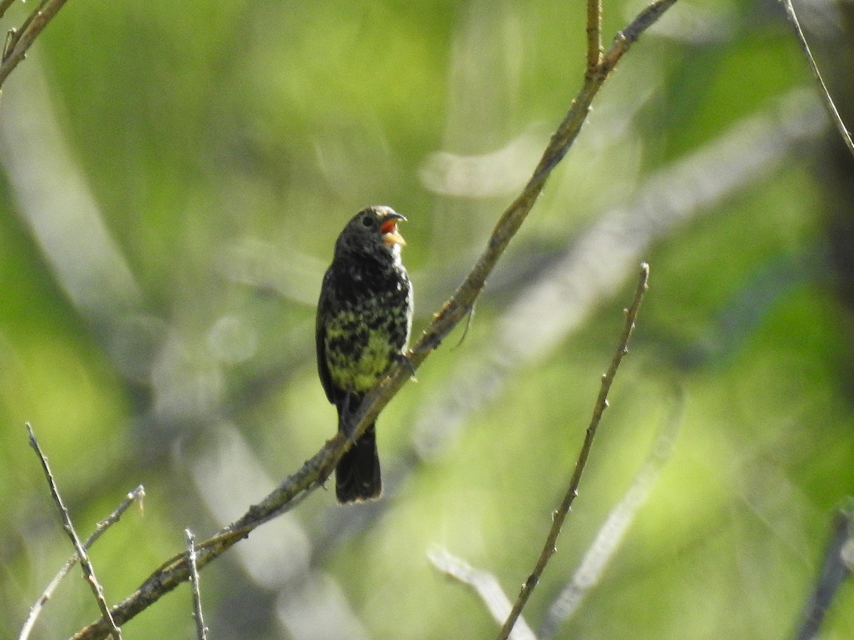 Blue-black Grassquit - ML645233587