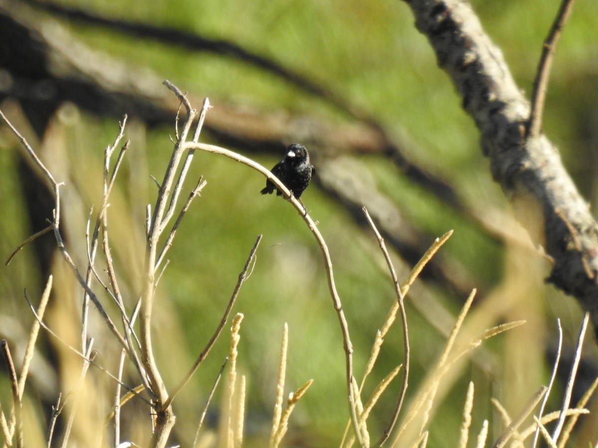 Blue-black Grassquit - ML645233588
